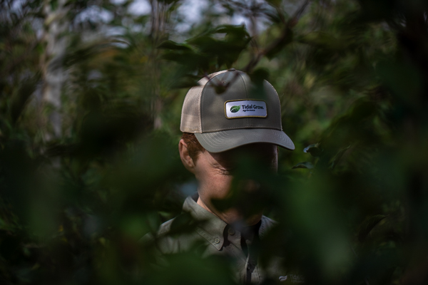 Tidal Grow AgriScience agronomist evaluates perennial tree crop