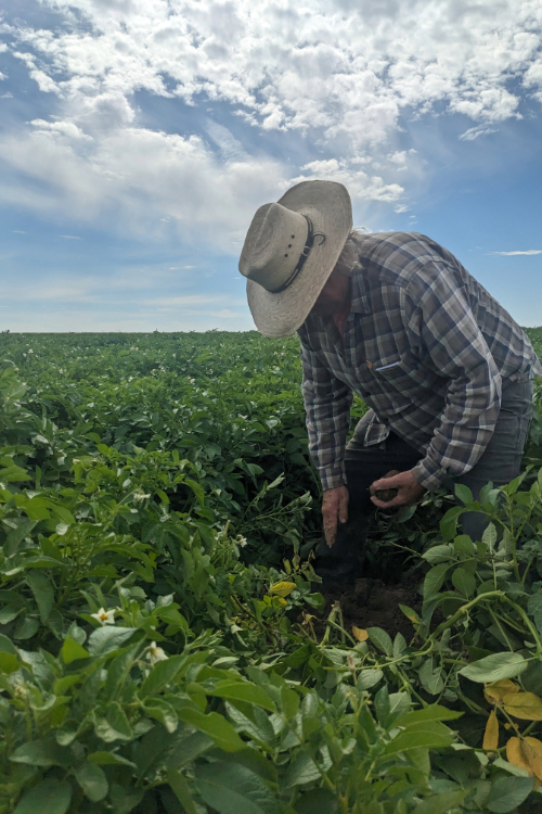 potato grower evaluates crop performance after using Spectra
